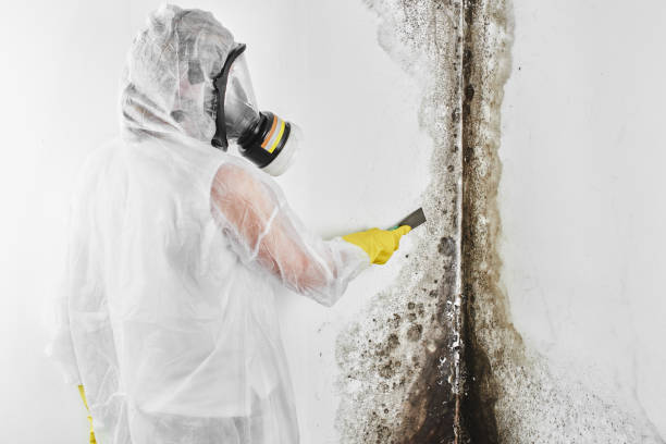 Professional Mold Remediation in Audubon Park, NJ
