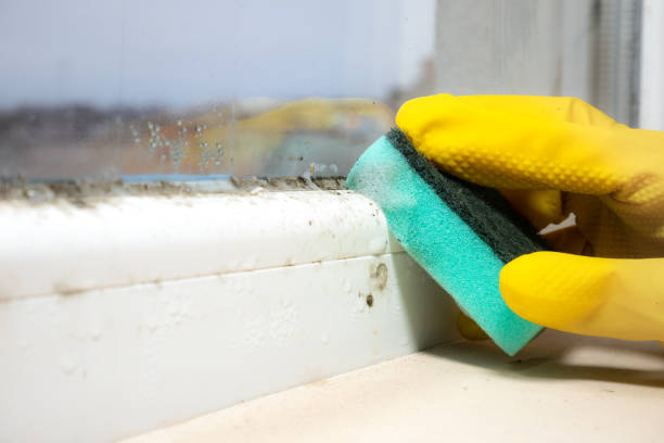 Best Health and Safety Mold Remediation in Audubon Park, NJ