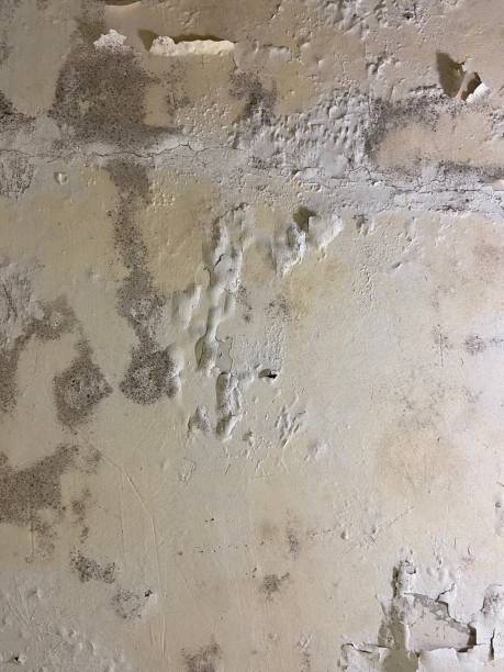 Best Crawl Space Mold Remediation in Audubon Park, NJ