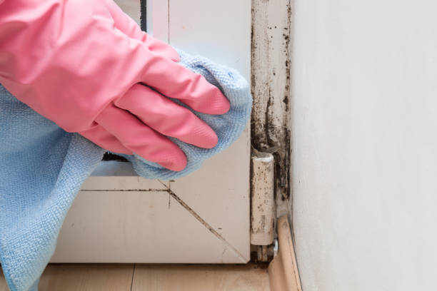 Best Industrial Mold Remediation in Audubon Park, NJ