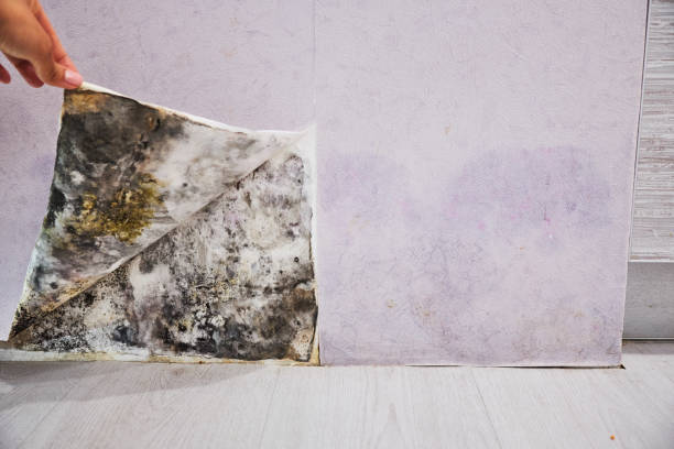 Best Mold Testing and Inspection Services in Audubon Park, NJ